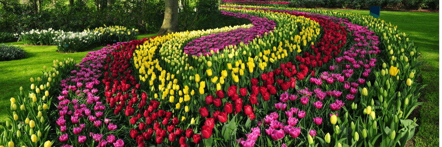 Keukenhof.png